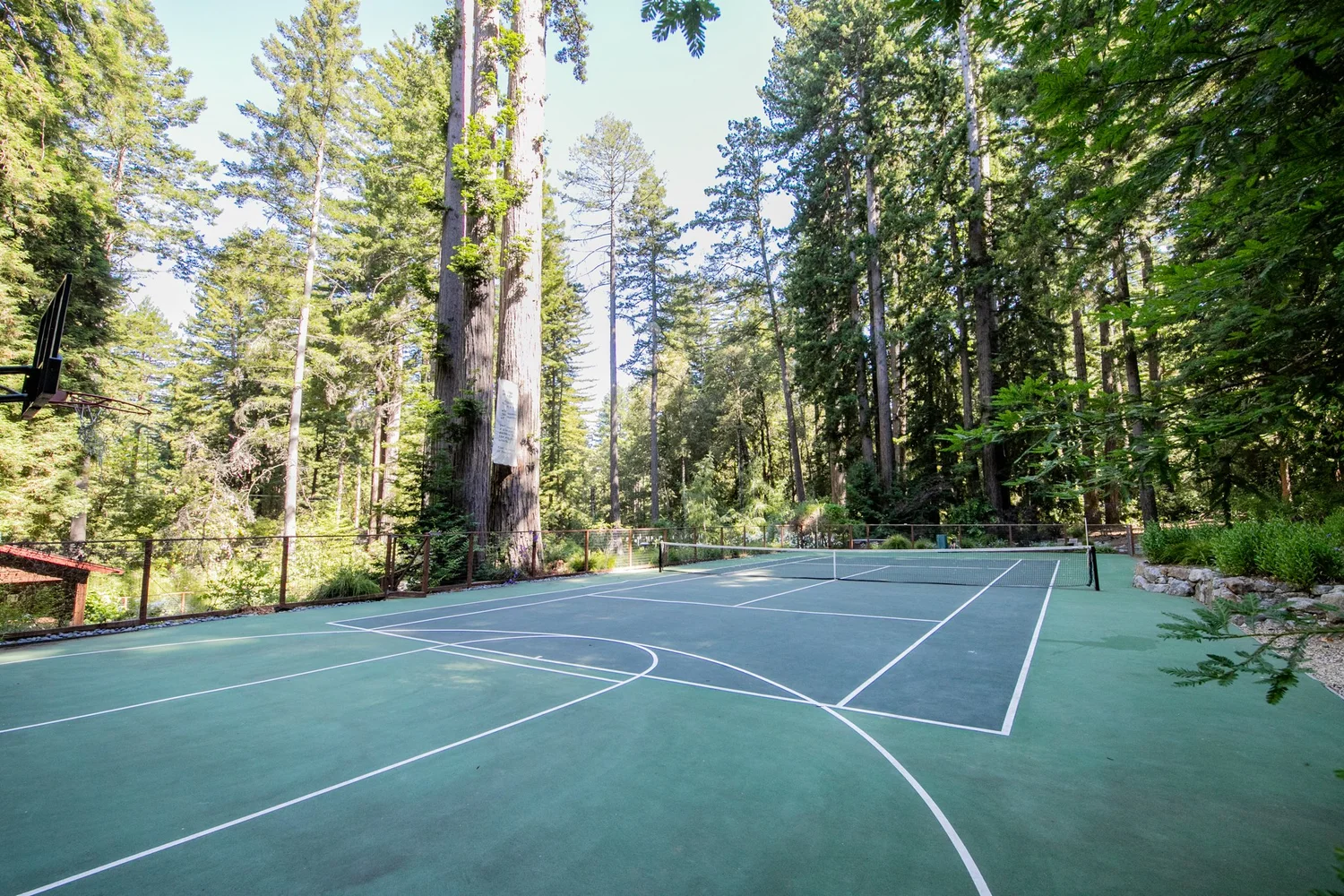 Sport court under towering redwood trees
